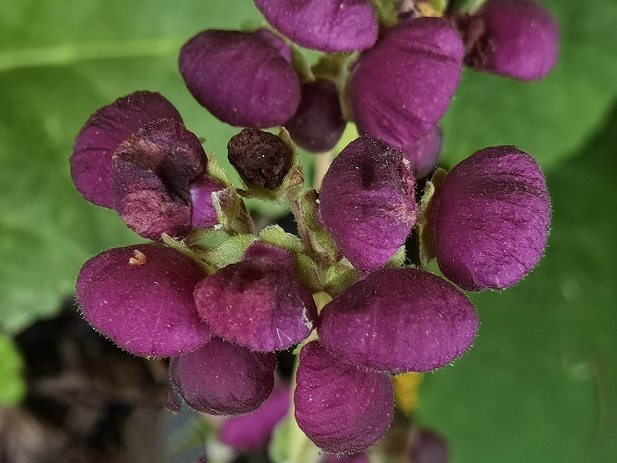 Calceolaria arachnoidea 9